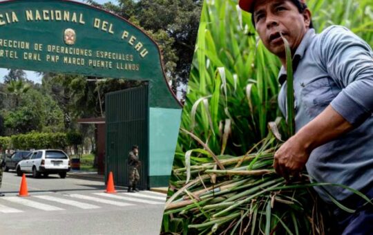 Pedro Castillo se dedicará al trabajo de jardín en el penal, aseguró Pasión Dávila | VIDEO