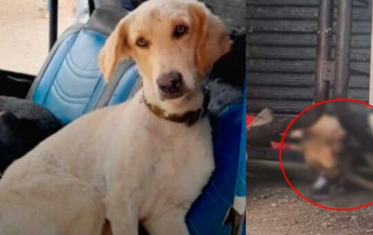 Vraem: Conoce a Marcos, el perro policía que fue asesinado en emboscada narcoterrorista