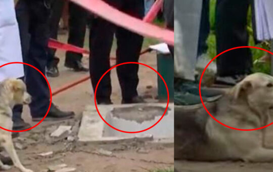 Perrito no quiso abandonar a su dueño a pesar que este falleció al caer a un pozo