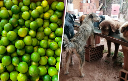 Donan caja de limones para un albergue de perritos