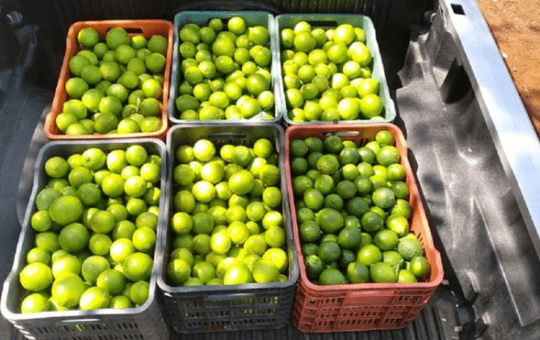 Ladrones son atrapados cuando robaban limones en fundo de Lambayeque