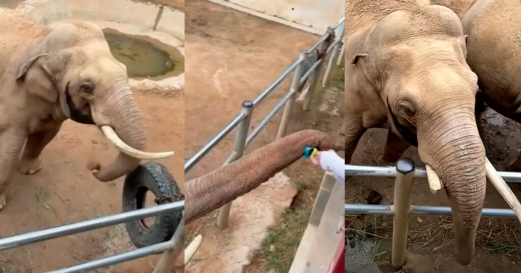 Elefante devuelve zapato de niño y sorprende por su ‘amabilidad’