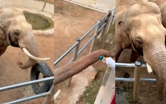 Elefante devuelve zapato de niño y sorprende por su ‘amabilidad’