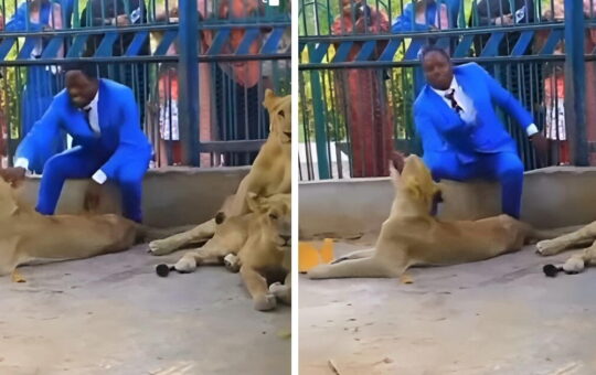 Pastor se mete a jaula con leones para recrear un pasaje bíblico y casi termina devorado