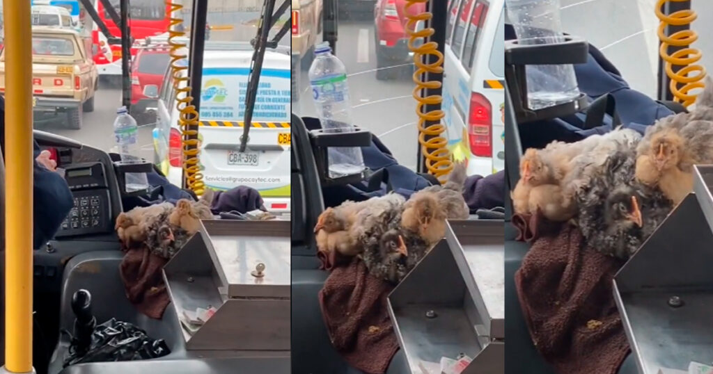 Chofer de transporte público lleva a todos lados a sus tres gallinas como mascota