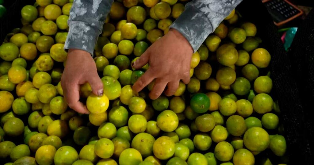 El precio del limón baja a 4 soles el kilo en el mercado mayorista