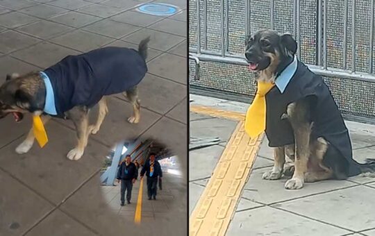 Perro vestido como trabajador del Metropolitano es sensación en la estación Naranjal