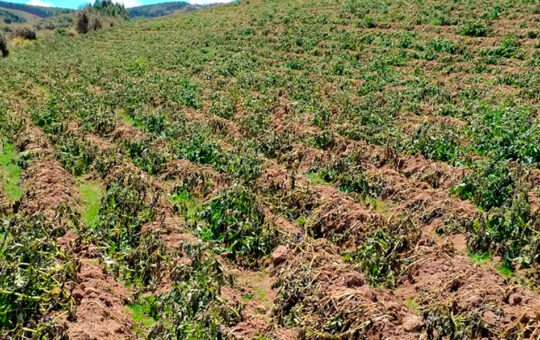 AGUA CON MATERIA FECAL TERMINA EN SEMBRÍOS DE CAJAMARCA POR FALTA DE PLANTAS DE TRATAMIENTO – RCR Peru
