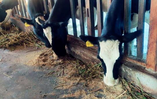 ELABORAN HARINA DE LARVAS DE INSECTOS PARA ALIMENTACIÓN DEL GANADO EN CAJAMARCA – RCR Peru