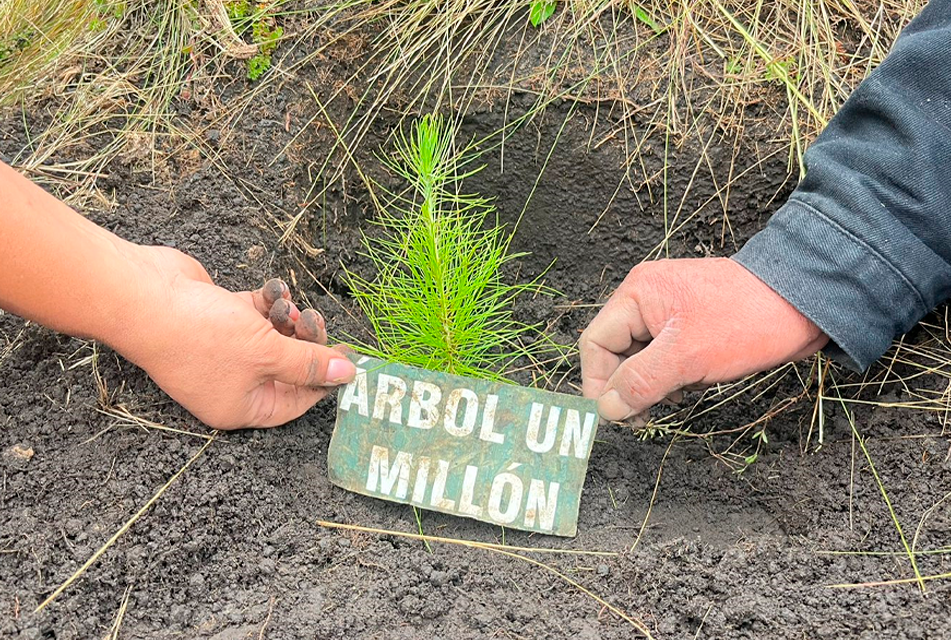 GRACIAS A NEWMONT FONCREAGRO SE LOGRÓ PLANTAR MÁS DE UN MILLÓN DE ÁRBOLES EN CAJAMARCA – RCR Peru