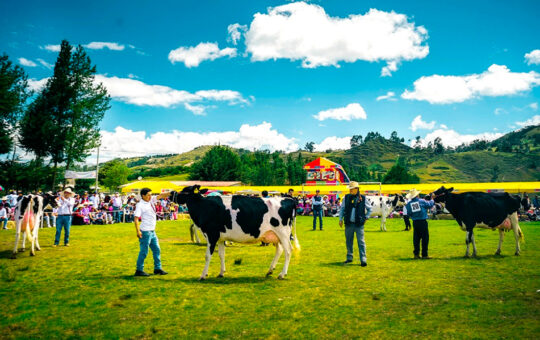 CON ÉXITO SE REALIZÓ LA V EXPOFERIA GANADERA DE ALISO COLORADO EN CAJAMARCA – RCR Peru