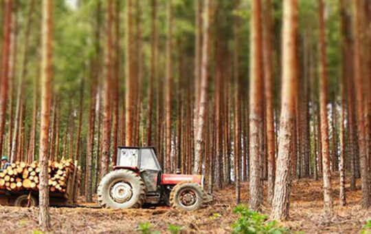 PROGRAMA BOSQUES PRODUCTIVOS SOSTENIBLES INSTALARÁ OCHO MIL PLANTACIONES EN CAJAMARCA – RCR Peru