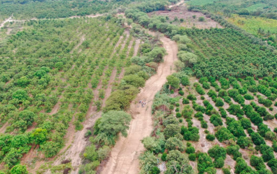 SE PREVÉ BUENA PRODUCCIÓN DE MANGO, LIMÓN Y ARROZ EN LA ZONA DE TAMBOGRANDE – RCR Peru