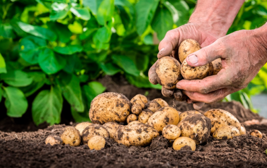 PLAGAS Y ENFERMEDADES REDUCEN HASTA UN 40% DE LA PRODUCCIÓN DE PAPA – RCR Peru