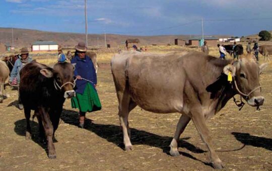 AGROGANADERÍA DE PUNO SIGUE OLVIDADA POR GOBIERNOS CENTRAL Y REGIONAL – RCR Peru
