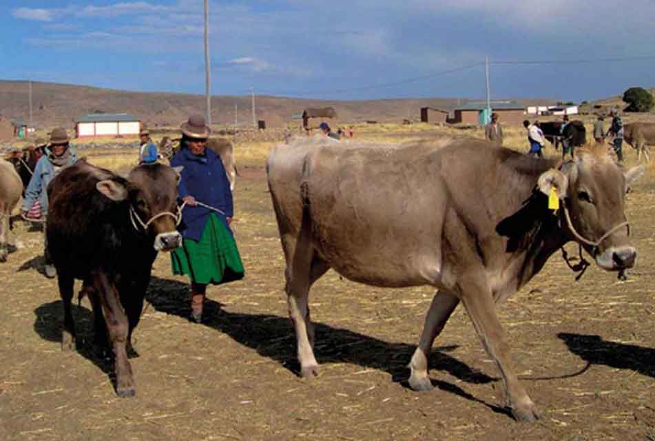 AGROGANADERÍA DE PUNO SIGUE OLVIDADA POR GOBIERNOS CENTRAL Y REGIONAL – RCR Peru