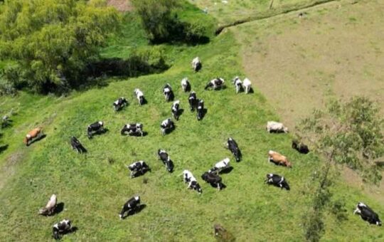 ¡EN BUSCA DE LA GLORIA GANADERA EN 2024!» – RCR Peru