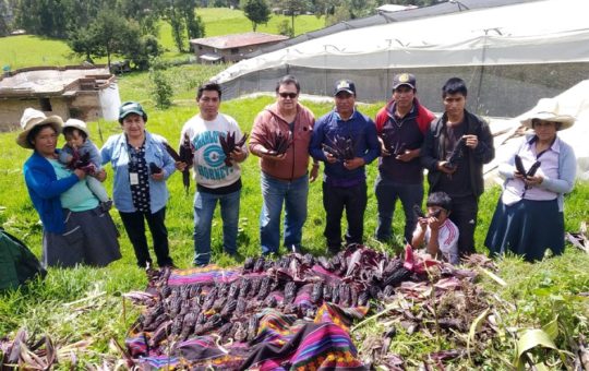 EL CULTIVO DE MAÍZ MORADO AUMENTÓ A 1,500 HECTÁREAS EN CAJAMARCA – RCR Peru