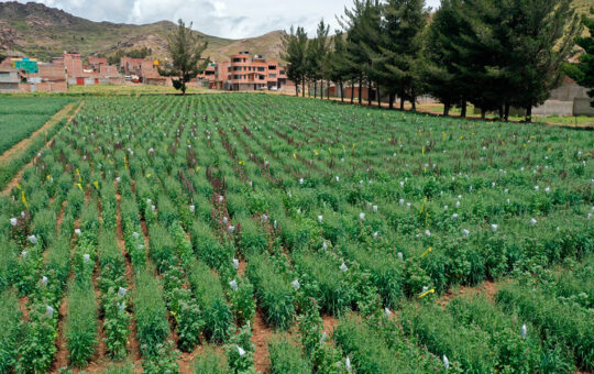 INIA LIBERA 200 VARIEDADES DE CULTIVOS DE ALTO VALOR QUE GARANTIZAN LA SEGURIDAD ALIMENTARIA DE TODO EL PAÍS – RCR Peru
