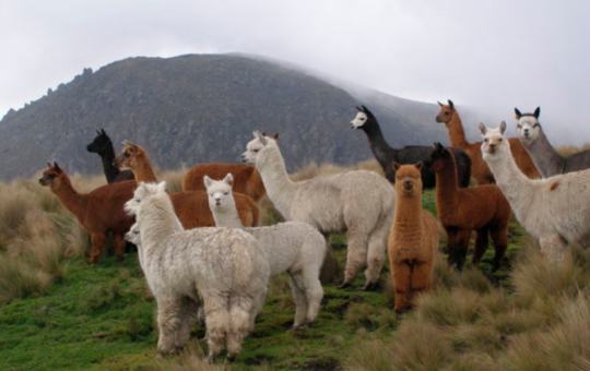 CONVEAGRO – PUNO DENUNCIA IRREGULARIDADES EN PROYECTO SOBRE MEJORAMIENTO DE ALPACAS – RCR Peru