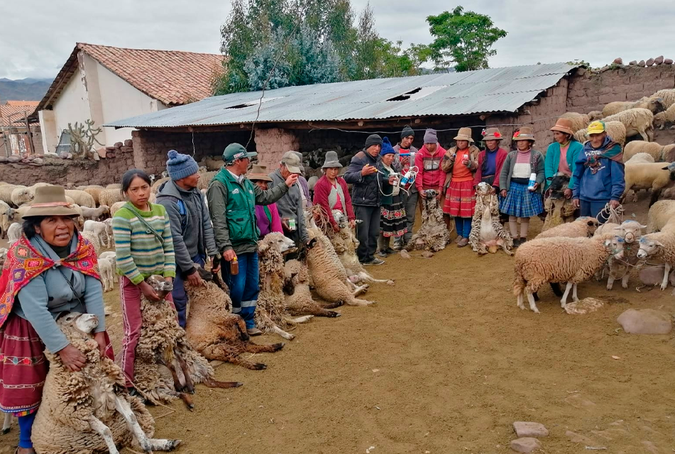 AGRO RURAL APLICA PROGRAMA DE A LOS AGRICULTORES Y GANADEROS AFECTADOS POR HELADAS – RCR Peru