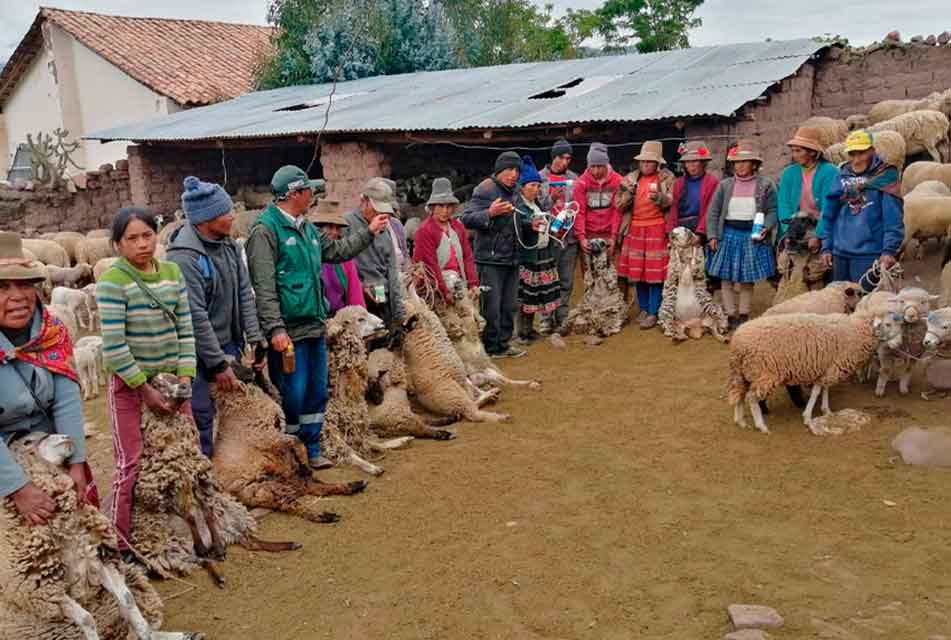 AGRO RURAL ENTREGARÁ MÁS DE 3 MIL COBERTIZOS ESTE 31 DE JULIO PARA AGRICULTORES Y GANADEROS AFECTADOS POR LAS HELADAS – RCR Peru