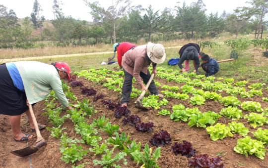 INIA INCREMENTA EN UN 60% ZONAS DE CULTIVO CON SUELOS DE ALTA CALIDAD Y PRODUCTIVIDAD – RCR Peru