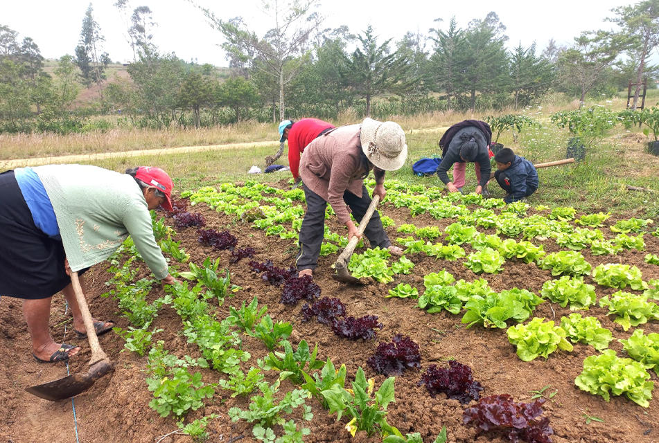 INIA INCREMENTA EN UN 60% ZONAS DE CULTIVO CON SUELOS DE ALTA CALIDAD Y PRODUCTIVIDAD – RCR Peru