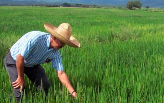 CERCA DE 2 MILLONES 100 MIL HECTÁREAS SERÁN CULTIVADAS EN ACTUAL CAMPAÑA AGRÍCOLA – RCR Peru