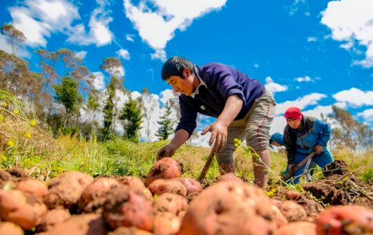 CERCA DE 2 MILLONES 100 MIL HECTÁREAS SERÁN CULTIVADAS EN ACTUAL CAMPAÑA AGRÍCOLA – RCR Peru