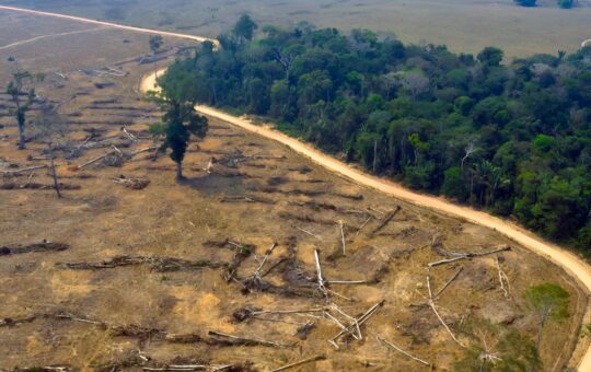 META AL 2025 ES REDUCIR LA TASA DE DEFORESTACIÓN EN UN 50% EN LA AMAZONÍA – RCR Peru