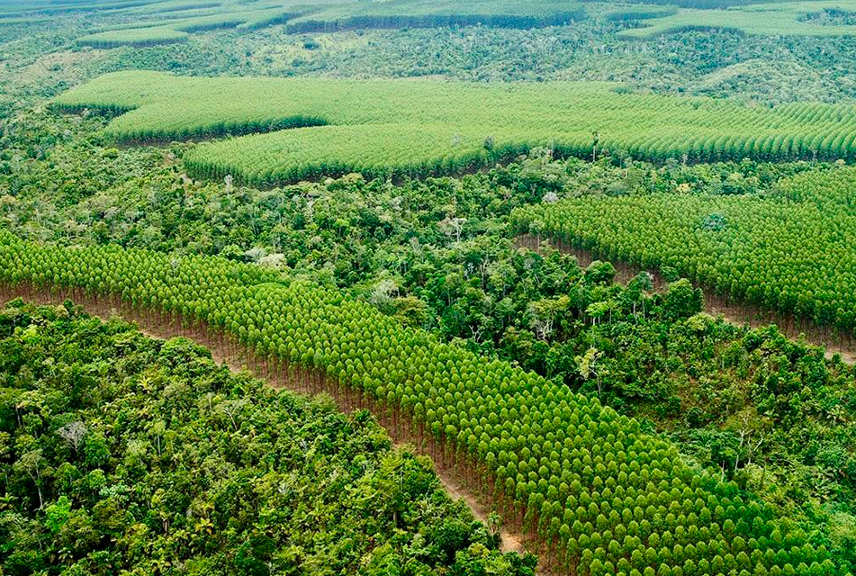 CLAVES PARA LA RECUPERACIÓN DE LA AMAZONÍA TRAS LOS INCENDIOS FORESTALES – RCR Peru