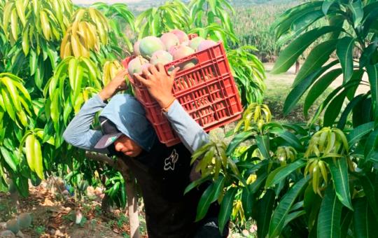 INCREMENTO DE TRIPS EN CULTIVOS DE MANGO AFECTA LA EXPORTACIÓN – RCR Peru