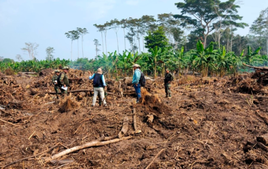 FISCALÍA CONSTATA DEFORESTACIÓN DE BOSQUES EN EL ÁREA DE CONCESIÓN TINGANA – RCR Peru