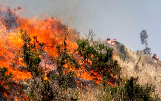 DENUNCIAN INCAPACIDAD DEL ESTADO PARA ENFRENTAR INCENDIOS FORESTALES QUE VIENE CAUSANDO DAÑOS EN LA BIODIVERSIDAD – RCR Peru