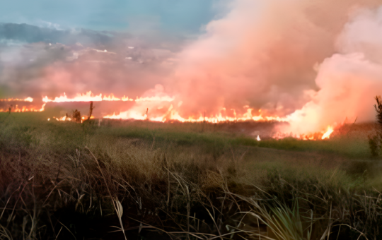 EMPRESARIA DENUNCIA INACCIÓN DEL GOBIERNO ANTE INCENDIOS EN SAN MARTÍN  – RCR Peru