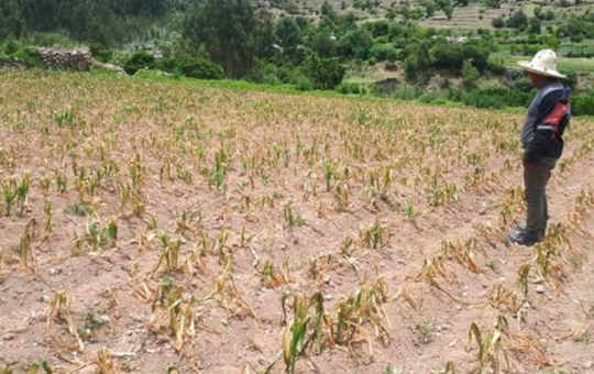 ALERTAN QUE FALTA DE AGUA PONE EN RIESGO CULTIVOS EN EL BAJO PIURA – RCR Peru