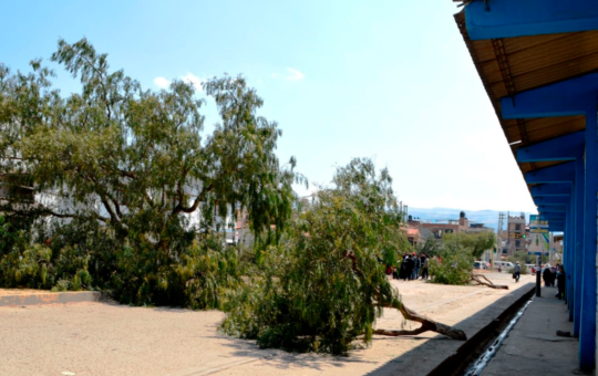 VECINOS DENUNCIAN TALA ILEGAL DE 22 ÁRBOLES DE MOLLE POR OBRA DE PAVIMENTACIÓN – RCR Peru