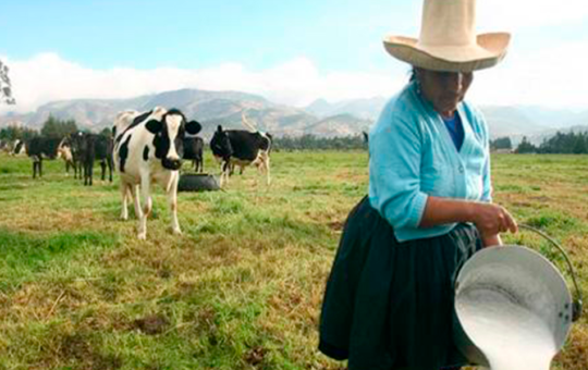 NEWMONT ALAC FORTALECE CAPACIDADES A PRODUCTORES CAJAMARQUINOS PARA ENFRENTAR CAMPAÑA NAVIDEÑA 2024 – RCR Peru