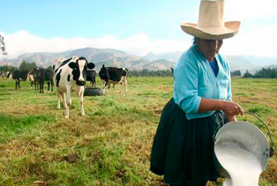 NEWMONT ALAC FORTALECE CAPACIDADES A PRODUCTORES CAJAMARQUINOS PARA ENFRENTAR CAMPAÑA NAVIDEÑA 2024 – RCR Peru