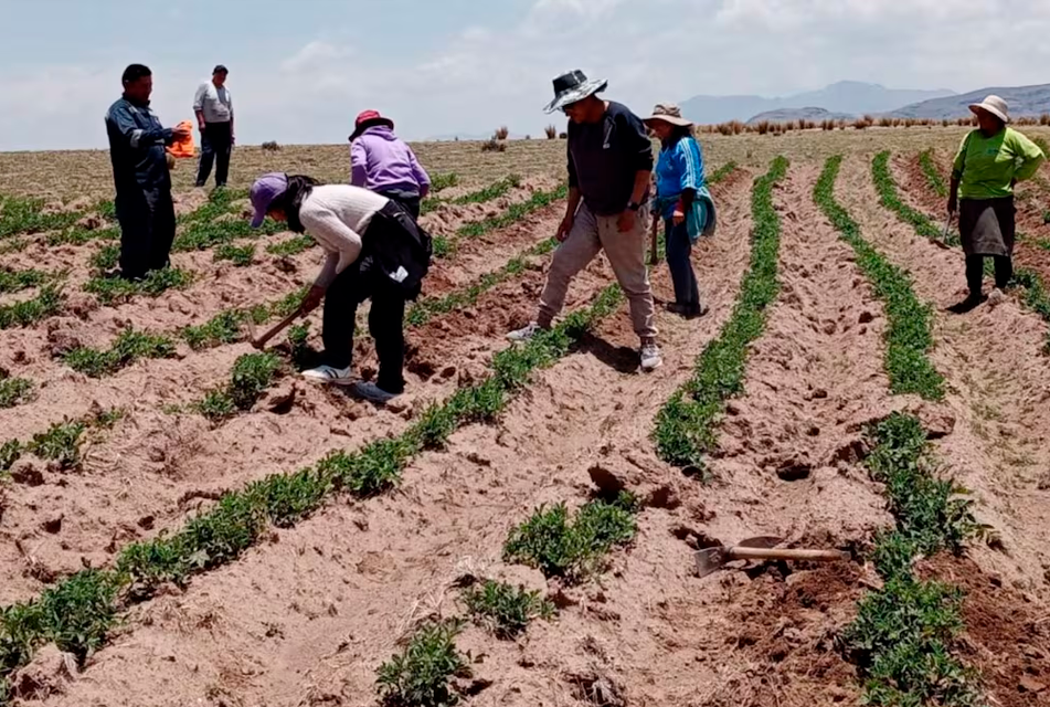 PRODUCCIÓN DE MAÍZ Y ARROZ SE ENCUENTRA EN RIESGO ANTE DÉFICIT HÍDRICO EN EL BAJO Y MEDIO PIURA – RCR Peru