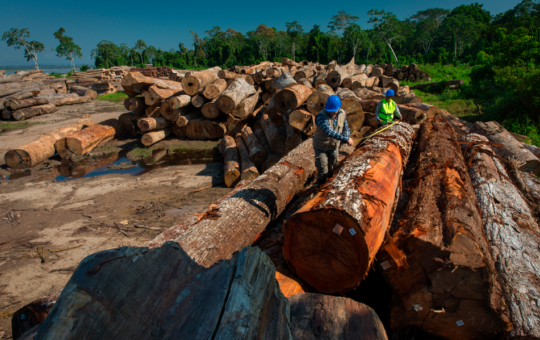 “SE REQUIEREN SOLUCIONES DESCENTRALIZADAS PARA FRENAR LA ACTIVIDAD MADERERA ILEGAL EN EL PAÍS” – RCR Peru