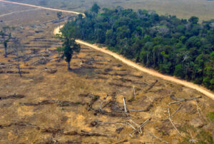 MODIFICACIÓN DE LEY FORESTAL IMPIDE UN ORDEN TERRITORIAL Y AFECTA LA PRODUCCIÓN DE CULTIVOS EN SAN MARTÍN – RCR Peru