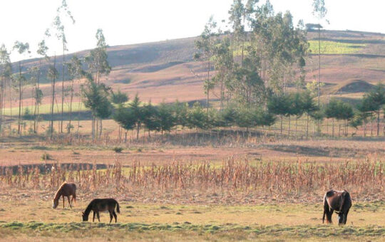 AUSENCIA DE LLUVIAS PERJUDICA LA CAMPAÑA AGRÍCOLA Y EL ABASTECIMIENTO DE AGUA PARA CONSUMO HUMANO – RCR Peru