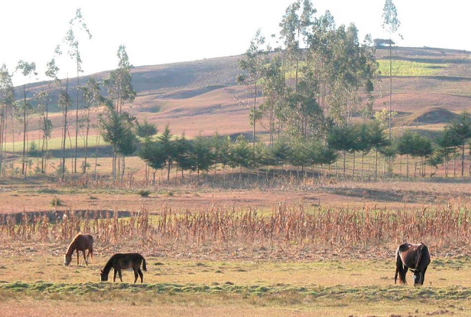 AUSENCIA DE LLUVIAS PERJUDICA LA CAMPAÑA AGRÍCOLA Y EL ABASTECIMIENTO DE AGUA PARA CONSUMO HUMANO – RCR Peru