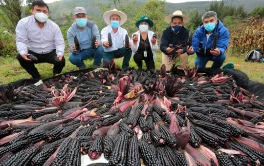 CAJAMARCA ES DECLARADA LA CAPITAL NACIONAL DEL MAÍZ MORADO INIA – 601 – RCR Peru