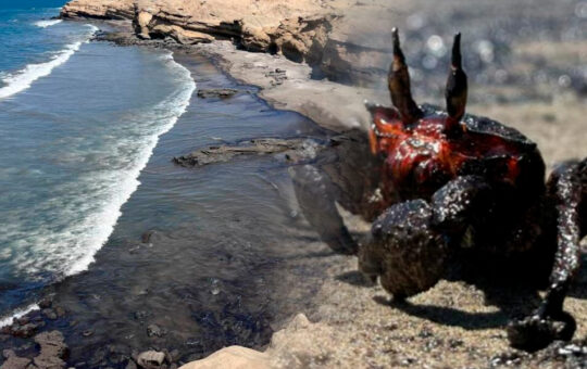 CINCO PLAYAS AFECTADAS POR DERRAME DE PETRÓLEO DE PETROPERÚ EN LOBITOS – RCR Peru