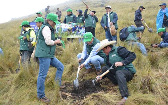 HUELLA VERDE TIENE META DE SEMBRAR UN MILLÓN Y MEDIO DE ÁRBOLES EN CAJAMARCA – RCR Peru