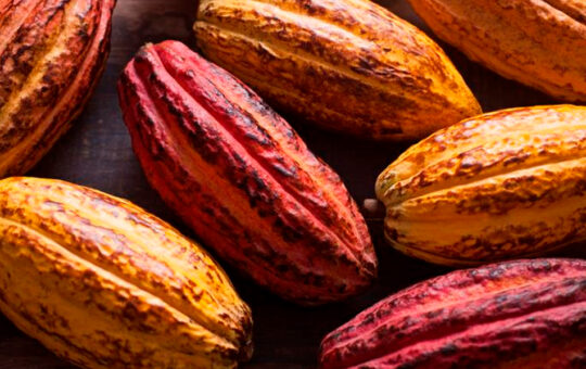 CACAO LOGRA RÉCORD HISTÓRICO DURANTE 2024 CON EXPORTACIONES POR US$ 1,300 MILLONES – RCR Peru