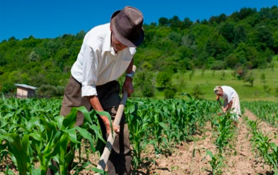 SECTOR AGRÍCOLA EXPERIMENTO CRECIMIENTO SUPERIOR AL 6% EL 2024  TRAS CAÍDA EN EL 2023 – RCR Peru